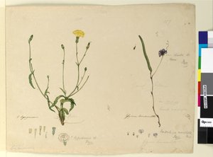 Strana 157. Hardenbergia monophyllaHardenbergia violacea; 158. Hypochaeris, c.1803-06 (wc, pero, inkoust a tužka) od John William Lewin