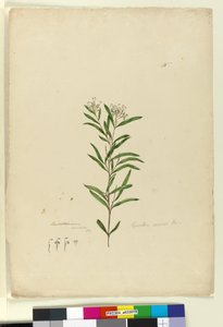 Strana 15. Grevillea sericea, c.1803-06 (wc, pero, inkoust a tužka) od John William Lewin
