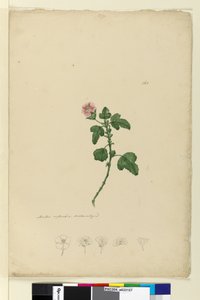 Strana 161. Malva capensis, c.1803-06 (wc, pero, inkoust a tužka) od John William Lewin