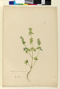 Strana 162. Stachys arvensis, c.1803-06 (wc, pero, inkoust a tužka) od John William Lewin