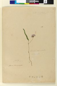 Strana 166. Kennedia monophyllaHardenbergia violacea, c.1803-06 (wc, pero, inkoust a tužka) od John William Lewin