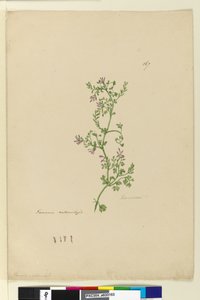 Strana 167. Fumaria naturalized, c.1803-06 (wc, pero, inkoust a tužka) od John William Lewin