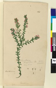 Strana 168. Eriostemon buxifolium, c.1803-06 (wc, pero, inkoust a tužka) od John William Lewin