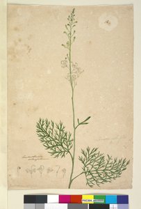 Strana 16. Lomatia silaifolia, c.1803-06 (wc, pero, inkoust a tužka) od John William Lewin