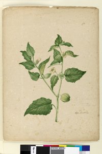 Strana 172. Physalis edulis, c.1803-06 (wc, pero, inkoust a tužka) od John William Lewin
