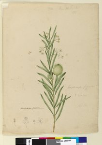 Strana 173. Asclepias fruticosa, c.1803-06 (wc, pero, inkoust a tužka) od John William Lewin
