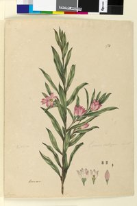 Strana 174. Crowea saligna, c.1803-06 (wc, pero, inkoust a tužka) od John William Lewin