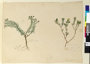 Strana 179. Gompholobium; 180. Poranthera ericafolia, c.1803-06 (wc, pero, inkoust a tužka) od John William Lewin