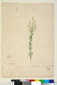 Strana 17. Symphionema paludosum, c.1803-06 (wc, pero, inkoust a tužka) od John William Lewin