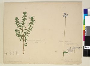 Strana 183. Westringia rosmarinifolia Westringia fruiticosa; 184. Glossodia major, c.1803-06 (wc, pero, inkoust a tužka) od John William Lewin