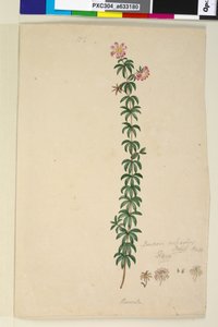 Strana 186. Bauera rubioides, c.1803-06 (wc, pero, inkoust a tužka) od John William Lewin