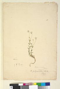 Strana 18. Mitrasacme polymorpha, c.1803-06 (wc, pero, inkoust a tužka) od John William Lewin