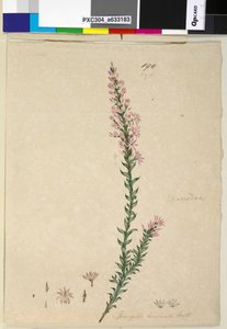 Strana 190. Sprengelia incarnata, c.1803-06 (wc, pero, inkoust a tužka) od John William Lewin