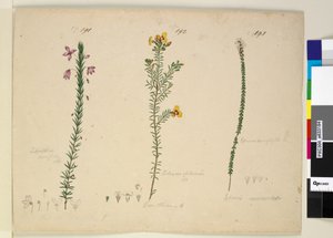 Strana 191. Tetratheca ericifolia; 192. Dillwynia glaberrima; 193. Epacris microphylla, c.1803-06 (wc, pero, inkoust a tužka)