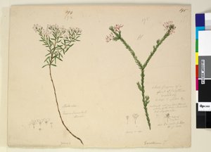 Strana 194. Zieria lanceolata Zieria smithii; 195. Špatná postava druhu Calythrix..., kolem 1803-06 (wc, pero, inkoust a tužka) od John William Lewin