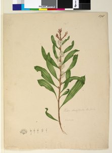 Strana 198. Hakea dactyloides, asi 1803-06 (čb, pero, tuš a tužka) od John William Lewin