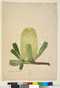 Strana 19. Banksia serrata, c.1803-06 (wc, pero, inkoust a tužka) od John William Lewin