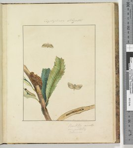 Strana 19. Talíř 5 Cryptohasa Strigata, 1803-04 (ručně kolorované lepty) od John William Lewin