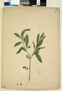 Strana 200. Elaeocarpus reticulatus, c.1803-06 (wc, pero, inkoust a tužka) od John William Lewin