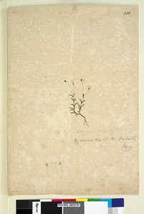 Strana 201. Mitrasacme alsinoides, c.1803-06 (wc, pero, inkoust a tužka) od John William Lewin