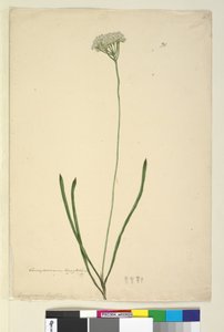 Strana 20. Conospermum longifolium, c.1803-06 (wc, pero, inkoust a tužka) od John William Lewin