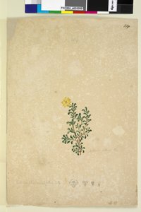 Strana 214. Hibbertia diffusa, c.1803-06 (wc, pero, inkoust a tužka) od John William Lewin