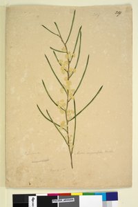 Strana 219. Acacia angustifolia, c.1803-06 (wc, pero, inkoust a tužka) od John William Lewin