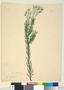 Strana 21. Conospermum ericifolium, c.1803-06 (wc, pero, inkoust a tužka) od John William Lewin