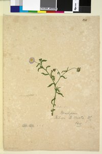 Strana 220. Brachycome multifida, c.1803-06 (wc, pero, inkoust a tužka) od John William Lewin