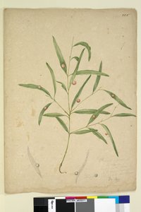 Strana 225. Větev druhu Eucalyptus nesoucí hálky..., kolem 1803-06 (wc, pero, inkoust a tužka) od John William Lewin