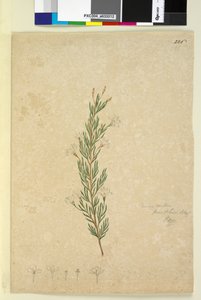 Strana 226. Ricinocarpus pinifolius, c.1803-06 (wc, pero, inkoust a tužka) od John William Lewin