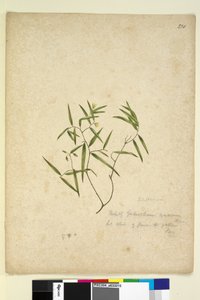 Strana 230. Geitonoplesium cymosum, c.1803-06 (wc, pero, inkoust a tužka) od John William Lewin