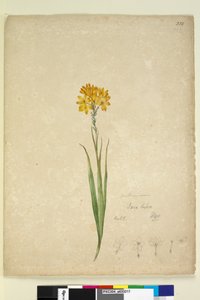 Strana 232. Ixia lutea, c.1803-06 (wc, pero, inkoust a tužka) od John William Lewin