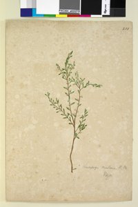 Strana 233. Leucopogon, c.1803-06 (wc, pero, inkoust a tužka) od John William Lewin