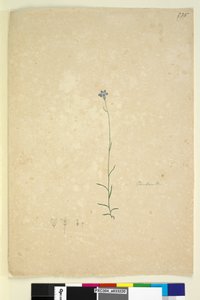 Strana 235. Campanula, c.1803-06 (wc, pero, inkoust a tužka) od John William Lewin