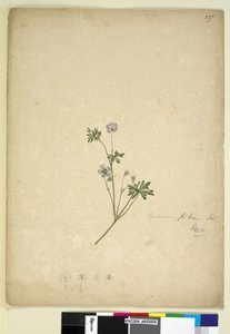 Strana 237. Geranium pilosum, c.1803-06 (wc, pero, inkoust a tužka) od John William Lewin