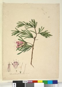 Strana 23. Lambertia formosa, c.1803-06 (wc, pero, inkoust a tužka) od John William Lewin