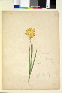 Strana 241. Ixia lutea, c.1803-06 (wc, pero, inkoust a tužka) od John William Lewin
