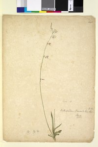 Strana 246. Arthropodium paniculatum, c.1803-06 (wc, pero, inkoust a tužka) od John William Lewin
