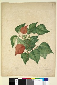 Strana 247. Homolanthus populifolius Omalanthus populifolius, c.1803-06 (wc, pero, inkoust a tužka) od John William Lewin