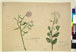 Strana 253. Iberis umbellata; Hesperis sp., c.1803-06 (wc, pero, inkoust a tužka) od John William Lewin