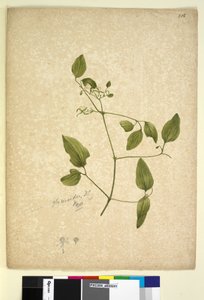 Strana 256. Clematis glycinoides, c.1803-06 (wc, pero, inkoust a tužka) od John William Lewin