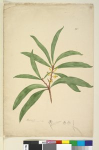 Strana 25. Persoonia salicina, c.1803-06 (wc, pero, inkoust a tužka) od John William Lewin
