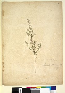 Strana 261. Lissanthe strigosa, c.1803-06 (wc, pero, inkoust a tužka) od John William Lewin