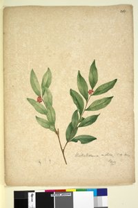 Strana 263. Wikstroemia indica, c.1803-06 (wc, pero, inkoust a tužka) od John William Lewin