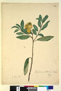 Strana 264. Pomaderris elliptica, c.1803-06 (wc, pero, inkoust a tužka) od John William Lewin