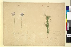 Strana 265. Glossodia minor; 266. Ricinocarpus, c.1803-06 (wc, pero, inkoust a tužka) od John William Lewin