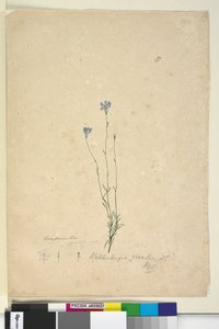 Strana 37. Wahlenbergia gracilis, c.1803-06 (wc, pero, inkoust a tužka) od John William Lewin