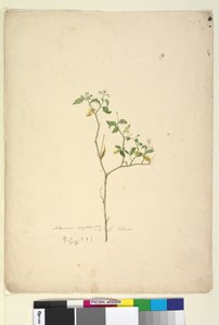 Strana 39. Solanum nigrum, c.1803-06 (wc, pero, inkoust a tužka) od John William Lewin