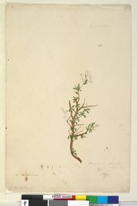 Strana 42. Bursaria spinosa, c.1803-06 (wc, pero, inkoust a tužka) od John William Lewin
